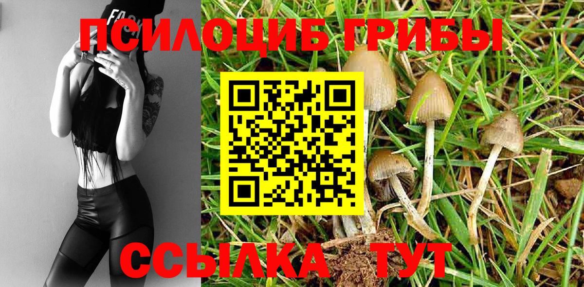Зеленогорск  Галлюциногенные грибы Cubensis  хочу   Псилоцибиновые грибы Cubensis  Вход с VPN 