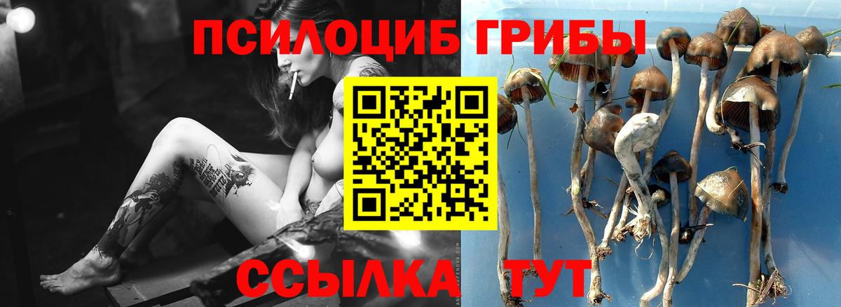 Псилоцибиновые грибы ЛСД Зеленогорск